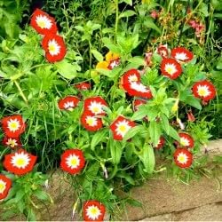 Convolvulus Flower Seeds – Heirloom Non-GMO Seeds for Colorful Ground Cover Garden Planting