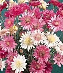 Mixed Xeranthemum Annum Flower Seeds for Garden - NON GMO Seeds