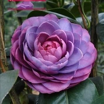 Purple Pink Camellia Flower Seeds – Heirloom Non-GMO Ornamental Blooms for Garden Planting for planting in your garden.