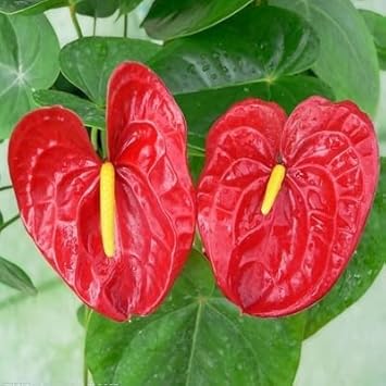 Red Anthurium scherzerianum Flower Seeds for Planting - Heirloom and Non-GMO garden seeds