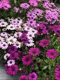 African Marigold Mixed Flower Seeds for Planting - NON GMO Seeds