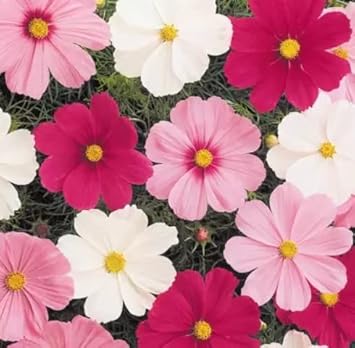 Mix Cosmos Flower Seeds for Planting â€“ Vibrant, Non-GMO, Heirloom Garden Seeds
