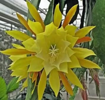 Organic Heirloom Non-GMO Yellow Epiphyllum Flower Seeds for Planting – Exotic Cactus Bloom