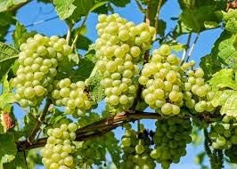 Light Green Grape citrus seeds for planting in home garden
