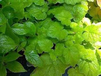 Piggyback Plant Flower Seeds for Planting non GMO Seeds