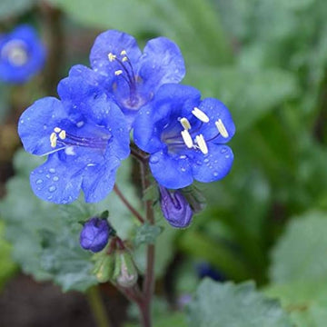 Organic Heirloom Non-GMO Blue California Bluebells Flower Seeds for Planting – Wild Blooms