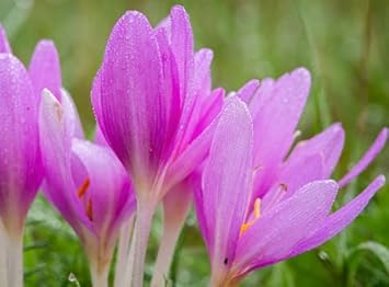 Heirloom Non-GMO Light Pink Crocus Flower Seeds for Planting – Early Spring Blooming Garden Beauties