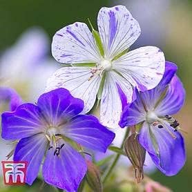 Geraniums Flower Seeds in Violet White - 100 pcs