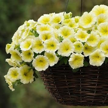 Yellow & White Heirloom Petunia Flower Seeds for Planting - NON-GMO, Easy to Grow Garden Blooms