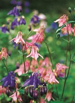 Columbines Pale Pink Seeds for Planting – Organic, Heirloom, Non-GMO Flower Seeds