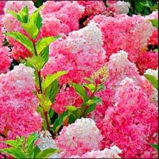 Vanilla Strawberry Hydrangea Flower Seeds for Planting - Heirloom and Non GMO seeds