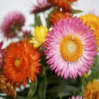Strawflower Seeds – Heirloom Non-GMO Flower Seeds for Garden and Dried Floral Use - Seeds for planting in home garden
