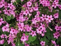 Oxalis Articulata Flower Seeds – Heirloom, Non-GMO Seeds for Planting Bright Pink Garden Blooms