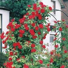 Climbing Rose Flower Seeds for Planting – Heirloom, Non-GMO Seeds for Vertical Gardens
