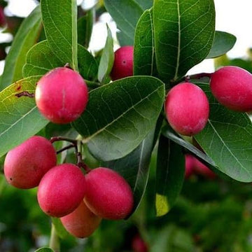 Carissa Carandas Lime Berry Fruit Seeds for Growing Tart Berries 100 Pcs pcs