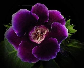 Dark Purple Gloxinia Heirloom Non-GMO Seeds for Planting