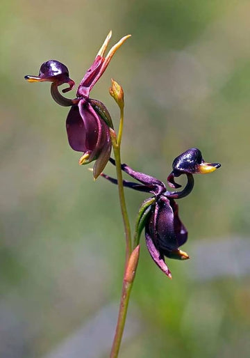 Heirloom Flying Duck Orchid Flower Seeds for Planting – Non-GMO, Exotic Orchid Flower Seeds