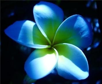 Plumeria Flower Seeds for Garden Planting - NON GMO Seeds