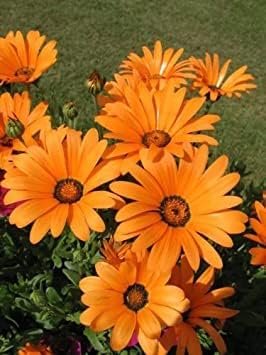 Orange Osteospermum Flower Seeds, Heirloom, Non-GMO Seeds for Planting