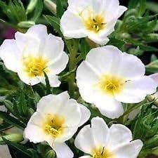 White Evening Primrose Flower Seeds for Planting - NON GMO Seeds