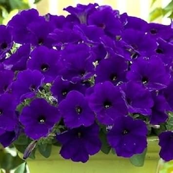 Blue Petunia Flower Seeds - Heirloom, NON-GMO, Easy Planting for Garden, Hanging Baskets & Borders