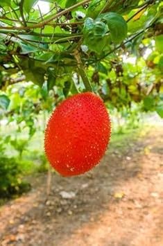 Gac Fruit Seed Variety for Exotic Fruit Lovers 100 Pcs pcs