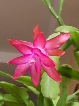 Pink Zygocactus Truncatus Flower Seeds for Planting - Non-GMO, Heirloom Garden Seeds