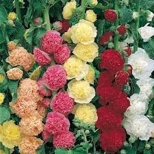 Mallow Alcea Rosea Plant Seeds for Planting Non-GMO Heirloom Garden Seeds for Growing Beautiful Flowers