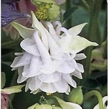 Aquilegia Lace Flower Seeds for Planting - 100 pcs
