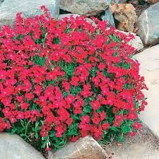 Aubrieta Berro Flower Seeds for Planting, NON GMO Seeds