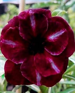 Burgundy Adenium Obesum Flower Seeds – Heirloom Non-GMO Desert Rose Blooms for Garden Planting