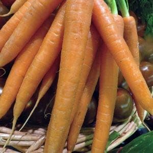 Radish Seeds for Planting, Orange, 100 Pcs pcs