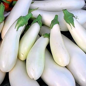 Eggplant Sweet Fruit Seeds for Planting White 100 Pcs pcs