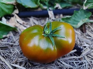 Black Green Tomato Seeds for Planting - 100 Pcs pcs