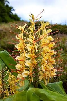 Hedychium Gardnerianum Flower Seeds – Heirloom Non-GMO Seeds for Fragrant and Tropical Garden Planting