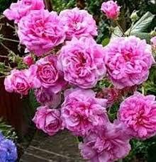 Pink Damask Flower Seeds for Planting, 100 pcs