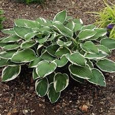 Hosta Perennial Plant Seeds for Planting - NON GMO Seeds