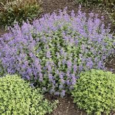 Heirloom Non-GMO Persian Catmint Flower Seeds for Planting – Fragrant Ornamental Flower Seeds