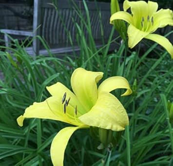 Heirloom Non-GMO Light Green Hemerocallis Flower Seeds for Long-Blooming Perennial Garden Plantin