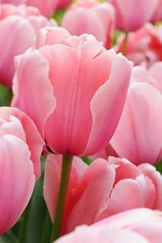 Baby Pink Tulip Flower Seeds for Garden â€“ Heirloom, Non-GMO, Perfect for Planting