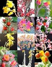 Mixed Heirloom Echeveria Plant Seeds, Non-GMO Rosette Succulents for Decorative Garden Planting