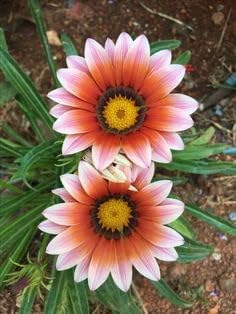 Heirloom Non-GMO White Orange Gazania Flower Seeds for Planting – Vibrant Bloom Seeds