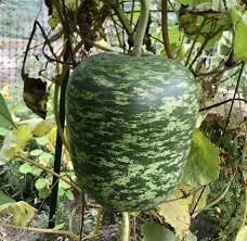Apple Gourd Fruit Seeds for Planting - Heirloom Seeds, Vibrant, Unique Garden Growth