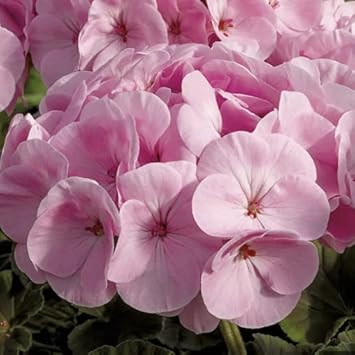 Univalve Geranium Flower Seeds in Light Pink - 100 pcs