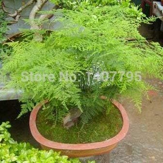 Asparagus Setaceus fern seeds for garden planting