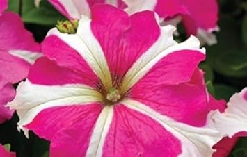 Pink & White Tritunia Rose Heirloom Non-GMO Seeds for Planting