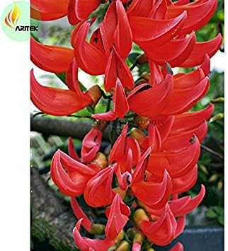 Red Strongylodon Flower Planting Seeds for Garden NON GMO Seeds