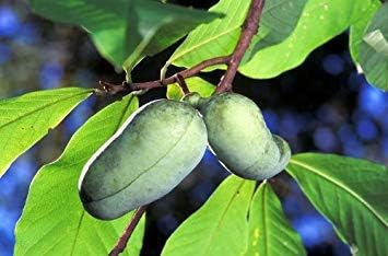 Green Asminia Triloba Plant Seeds for Planting - NON GMO Seeds