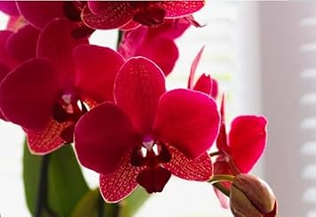 Organic Red Butterfly Orchid Flower Seeds for Planting ƒ?? Heirloom, Non-GMO