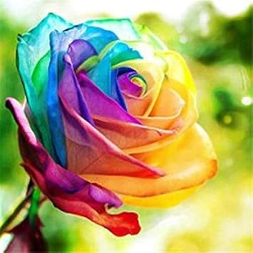 Rainbow Rose Plant Seeds for Garden - Heirloom Non-GMO Seeds for Planting and Growing
